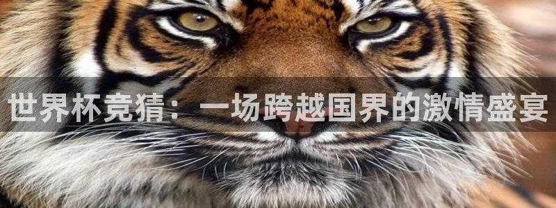 世界杯 直播:世界杯竞猜:一场跨越国界的激情盛宴