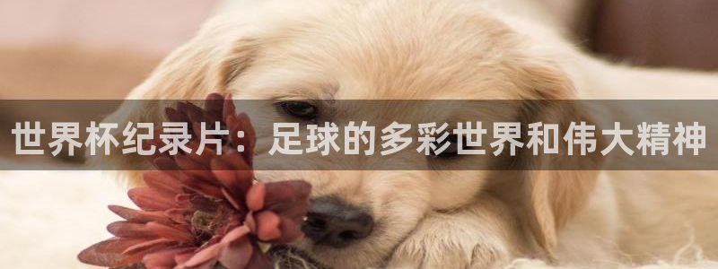 足球世界杯预选赛:世界杯纪录片:足球的多彩世界和伟大精神